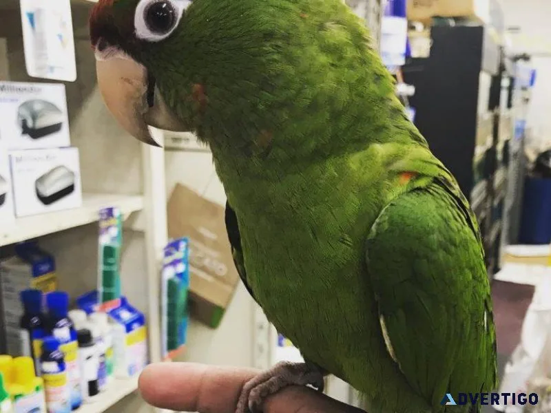 Puerto Rican Amazon Parrot