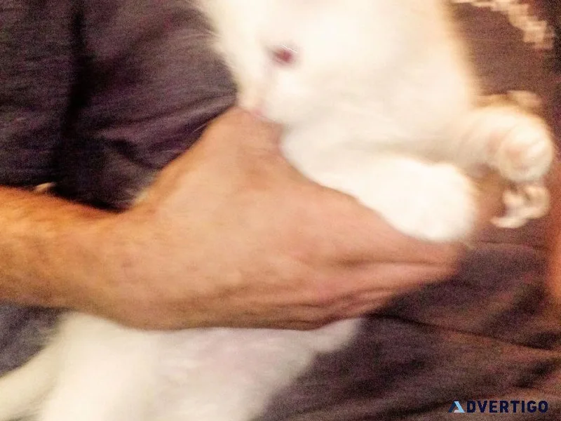 Kitten