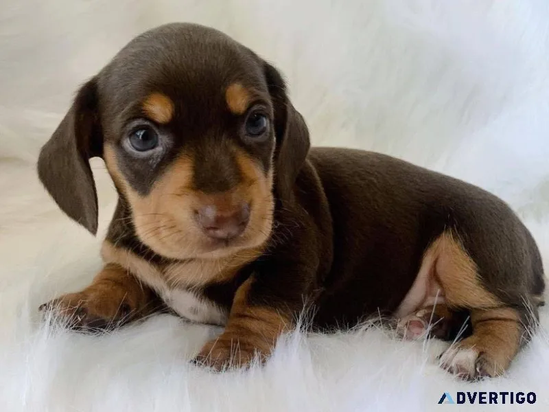 Miniature dachshund puppies ready