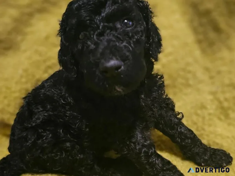 Goldendoodle puppies ready 1010