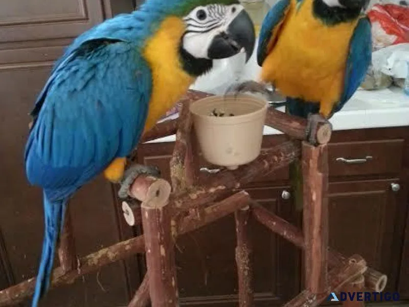 Well Socialized Blue and Gold Macaws for sale