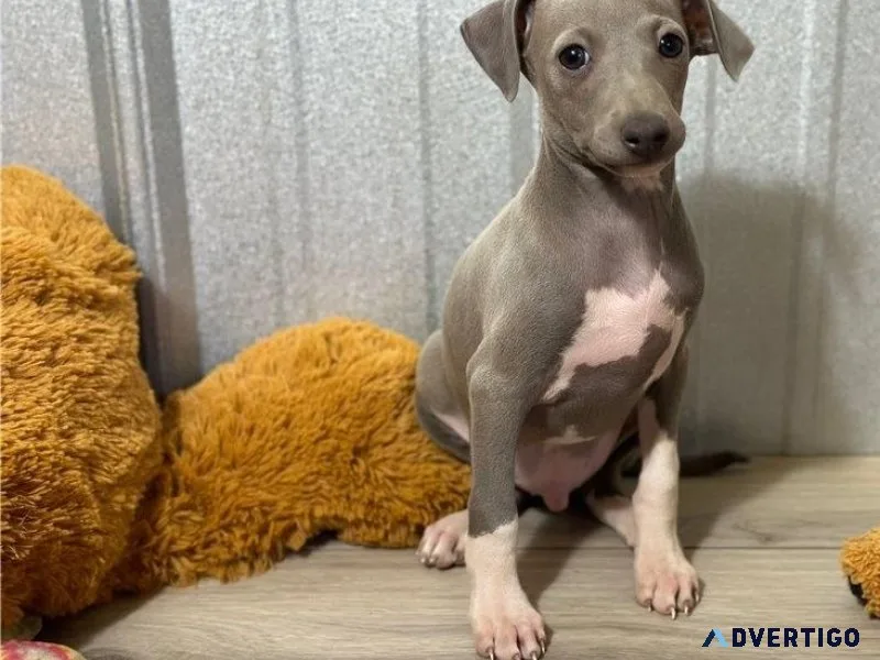 Home raised Italian Greyhound Puppies Ready