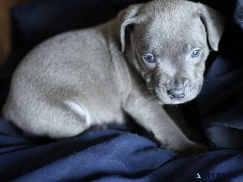 Incredible Staffordshire bull Terrier