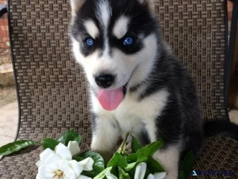 Gorgeous Siberian Husky Puppies For Sale.