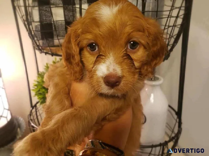 Second generation F2 cockapoo minis