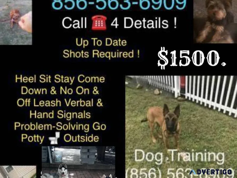 K9 Trainer all breeds