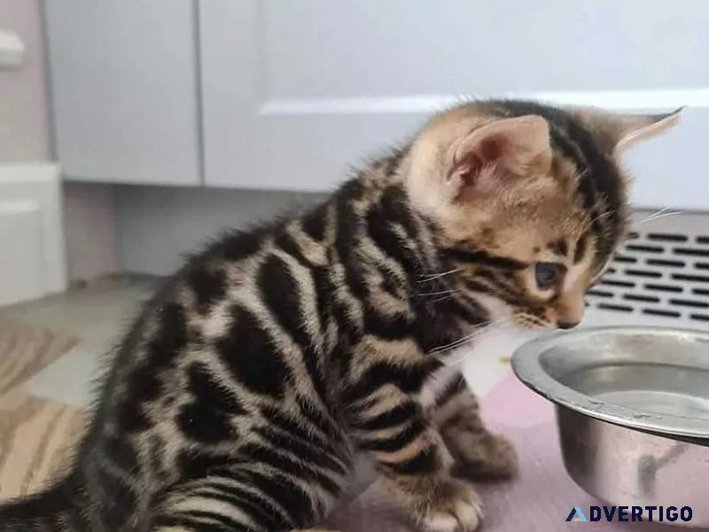 Beautiful Bengal kittens in your home