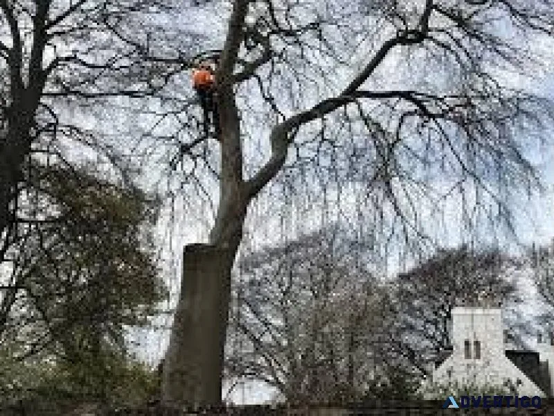 Efficient Stump Removal Solutions by SG Tree Services