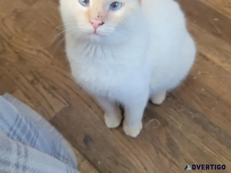 Female flame point