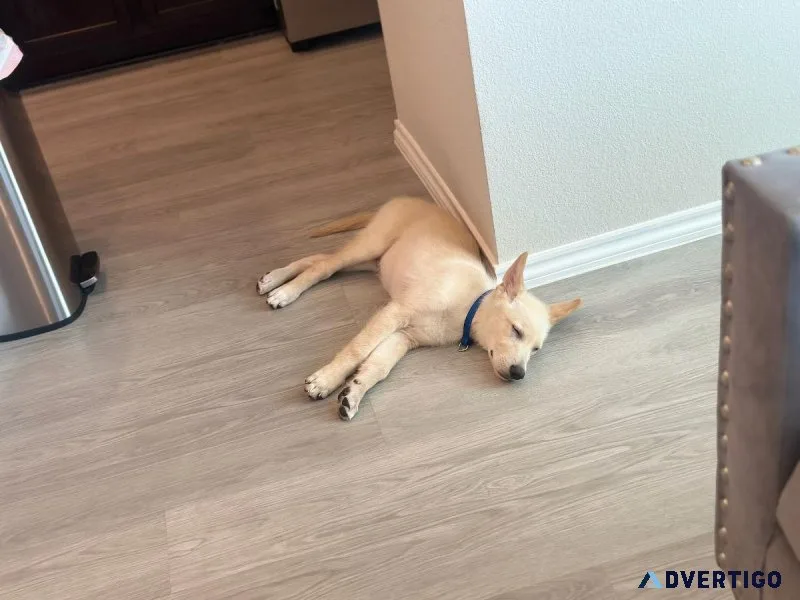 White Male German Shepherd Puppy