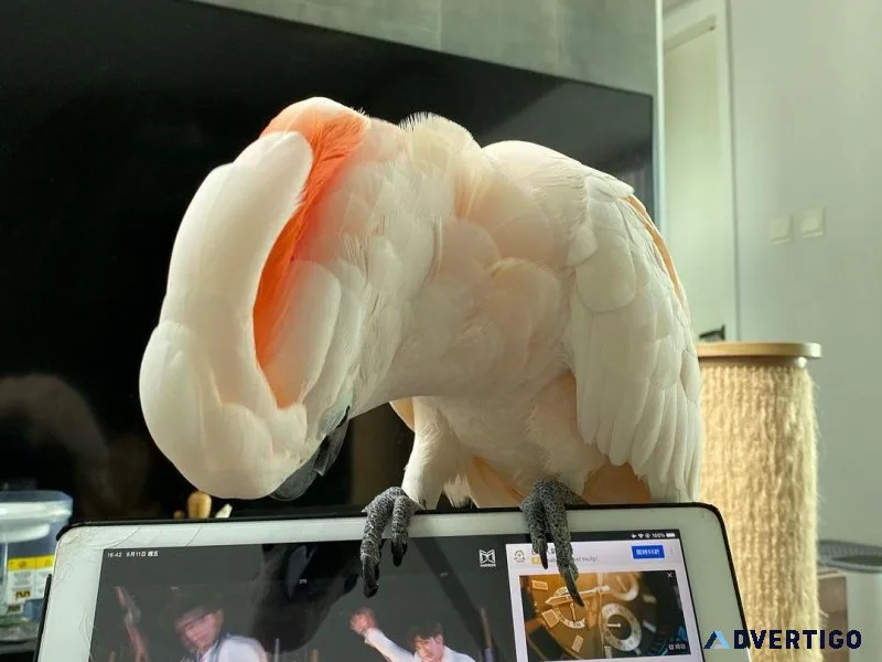 Moluccan Cockatoo