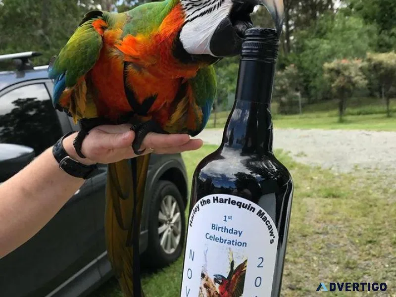 macaw birds for adoption