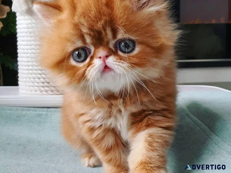 Teacup Persian kitten