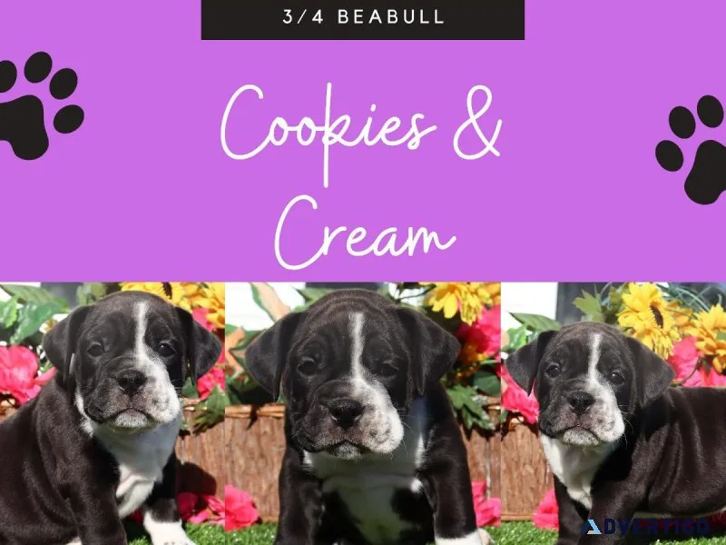cookies and cream Female Beabull
