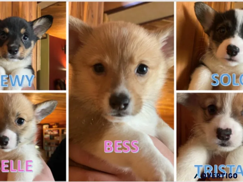 Corgi Puppies