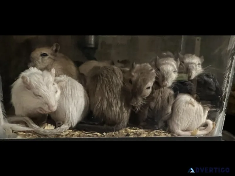 Gerbils