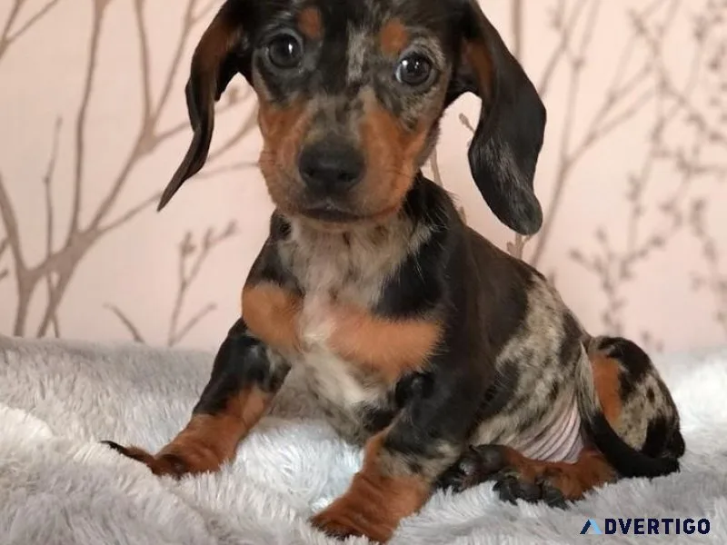 Dapple Dachshund  puppies Available