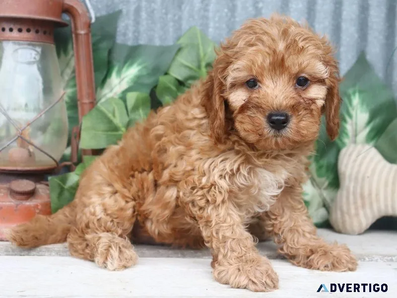 Jaret Male Cavapoo