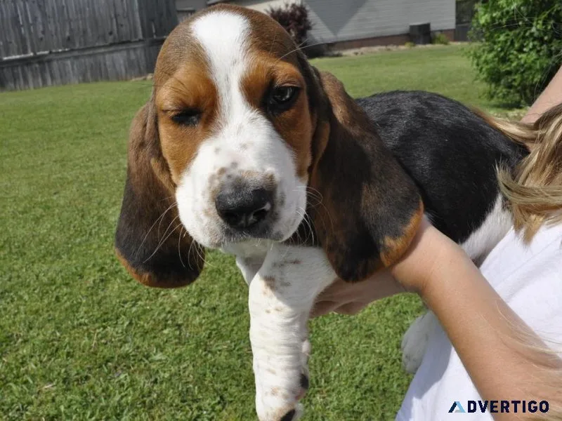 Charming Basset Hound