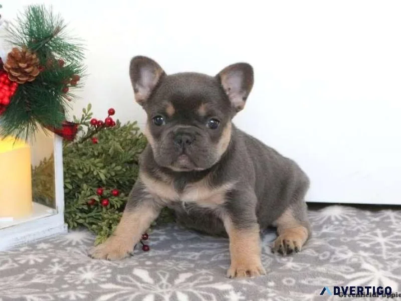 French Bulldog  Pekingese