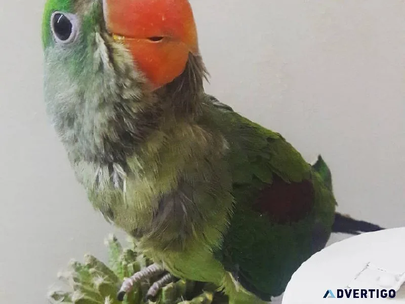 Alexandrine Parakeet