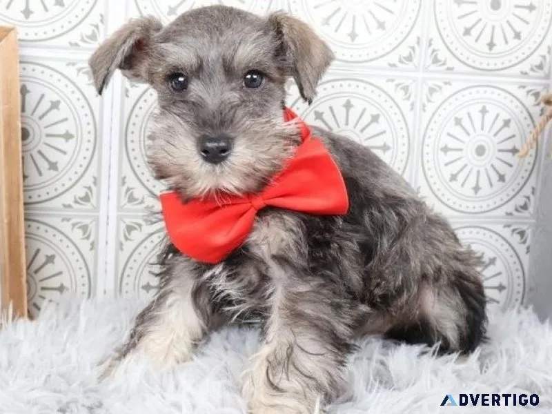 Giisu Miniature Schnauzer puppies