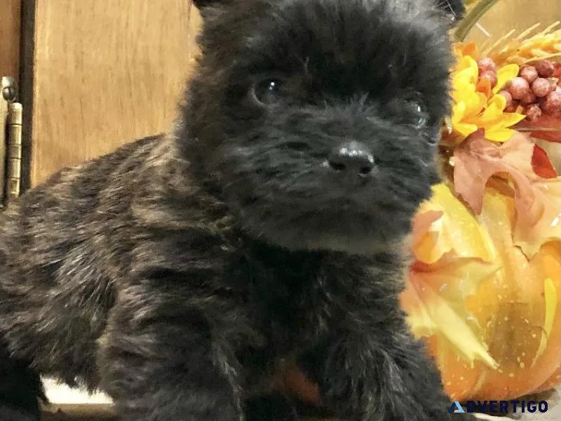 Cairn Terriers
