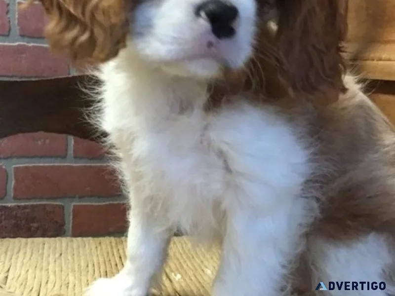 Adorable Cavalier King Spaniel puppies available