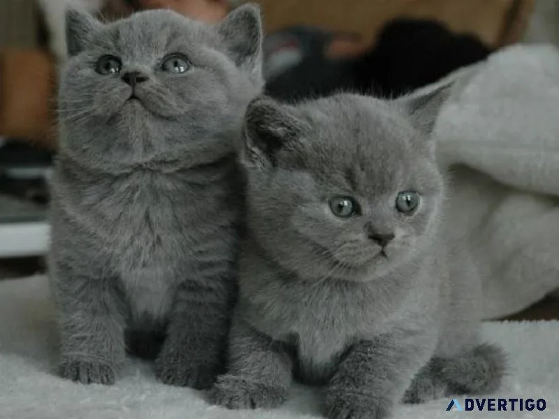 British Shorthair Level Kittens With Excellent
