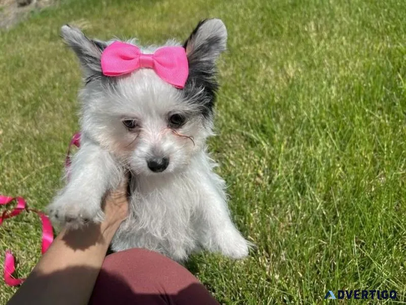 Female Morkie for good home