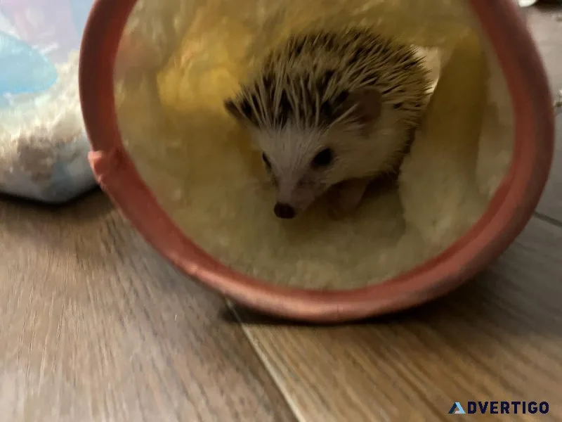 4 month old female hedgehog