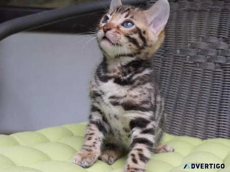 Bengals two silver females one brown male available