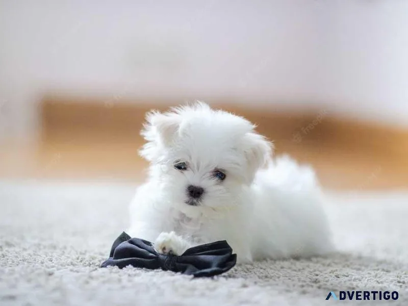 Appreciation devotion MF Maltese puppies ready now