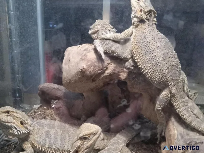 Bearded Dragons