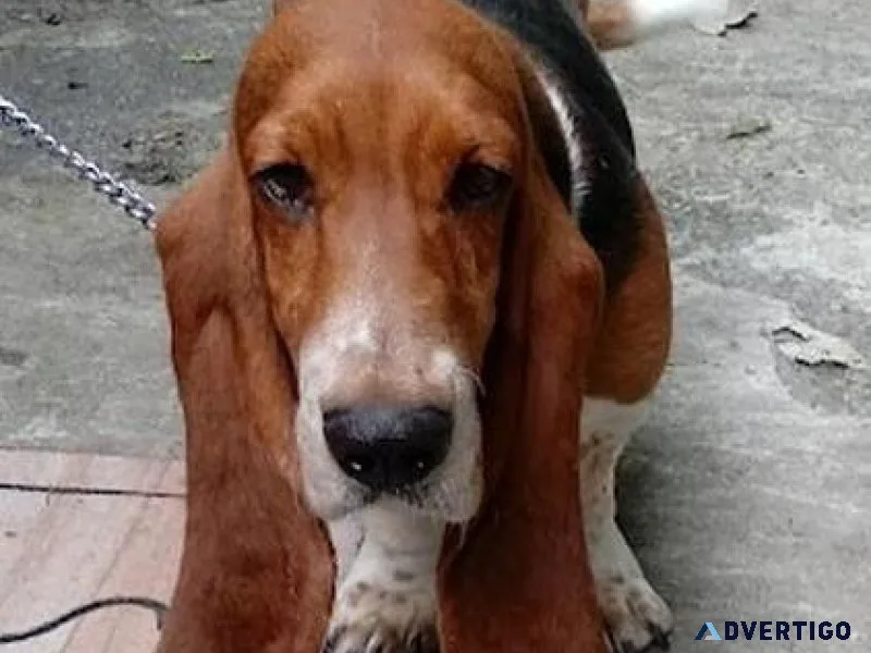 Basset Hound Adult Female (tri-color)