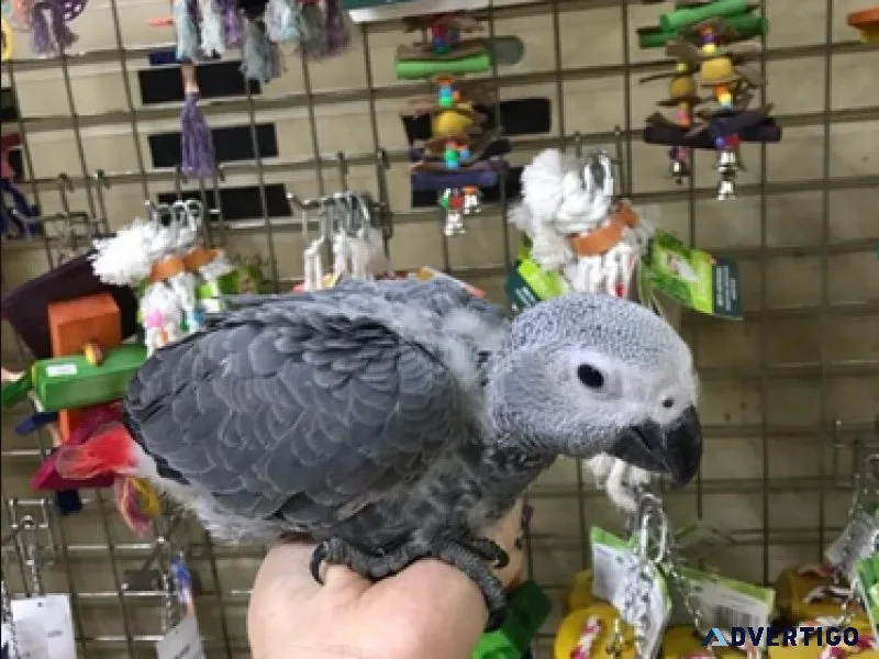 Babies African Greys for lovely homes.