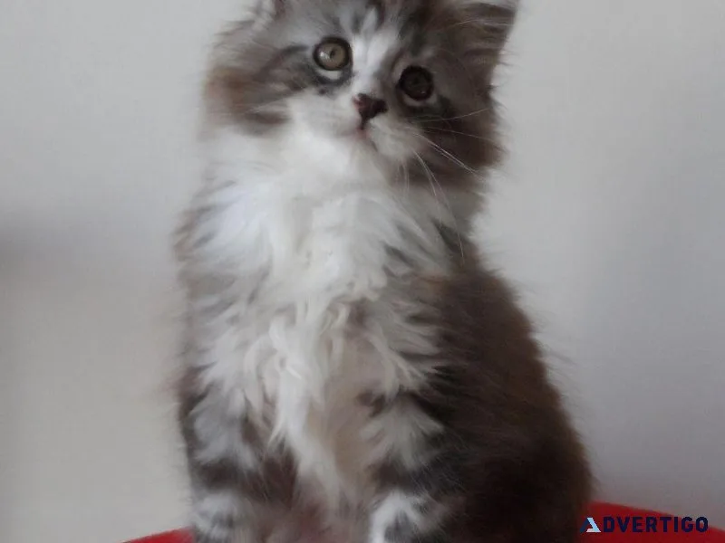 Maine Coon kittens