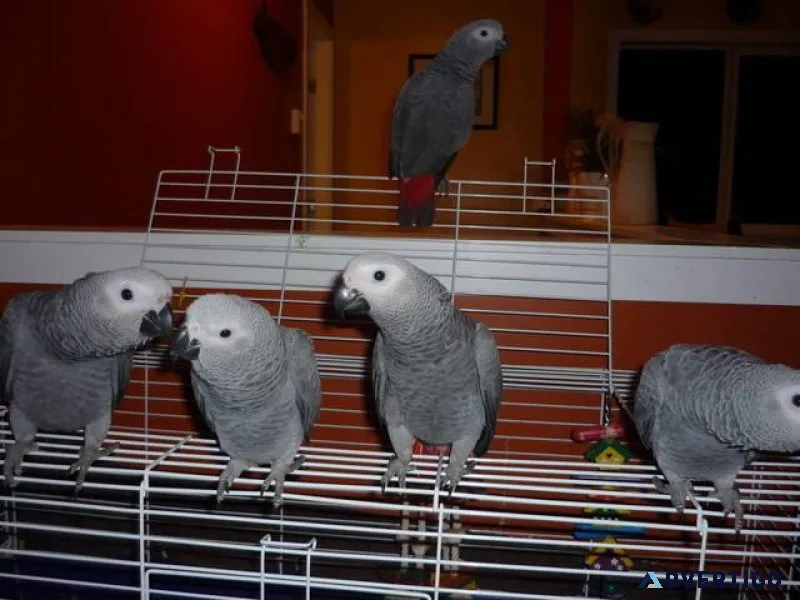 Congo African Grey Parrots For Sale With Cage and toys.