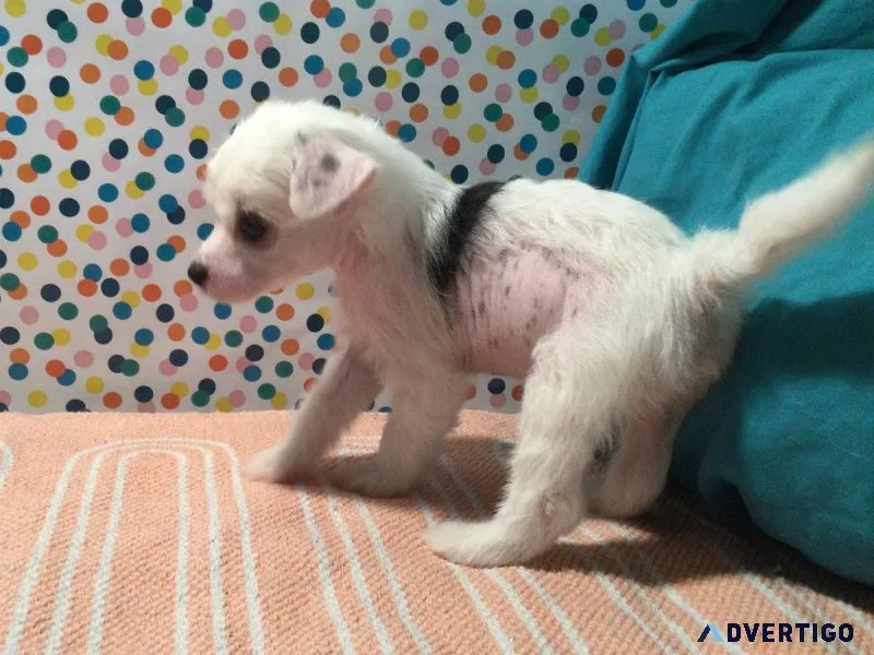 Charming  Chinese Crested
