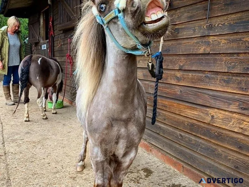 Mini donkey