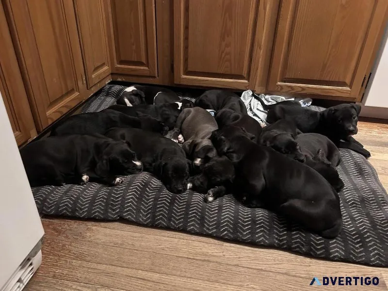 Puppies for sale