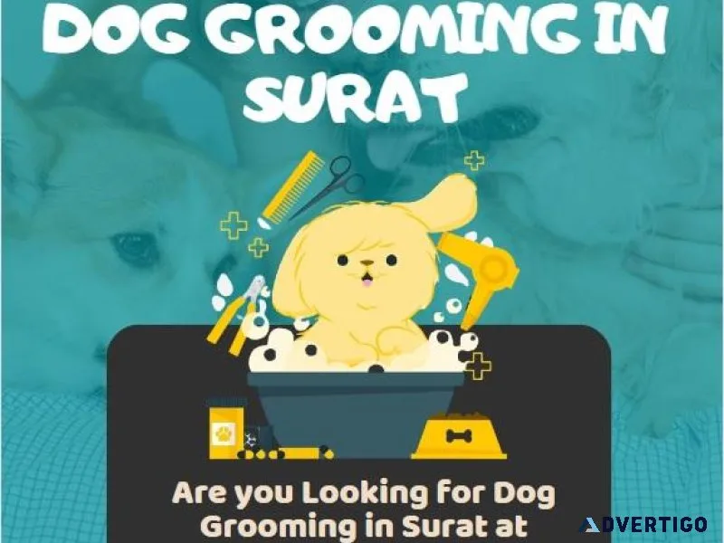 Dog Grooming Services in Surat