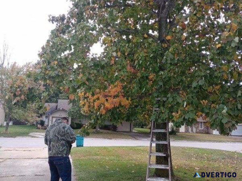 Last limb tree and shrub