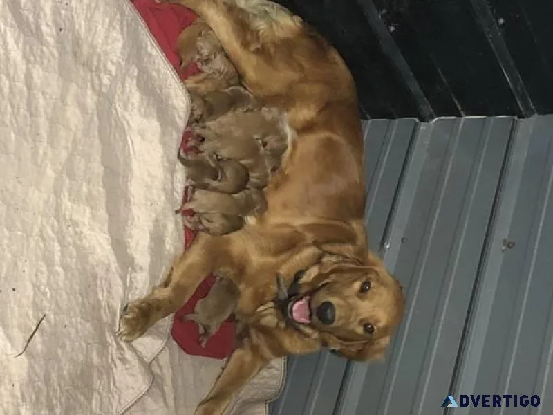 Golden Doodle puppies to rehome.