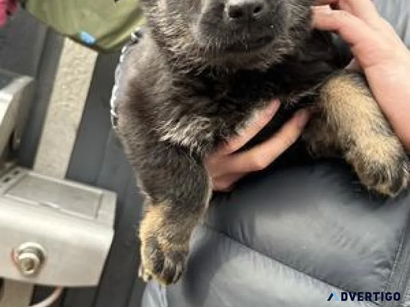 Stunning litter of 9 pedigree straight back GSD puppies for sale