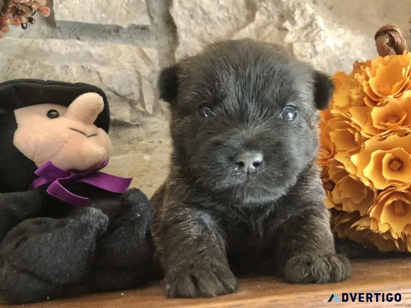 Cairn Terriers
