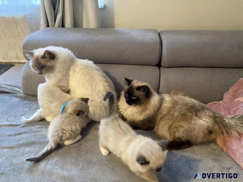 Gorgeous Ragdoll kittens