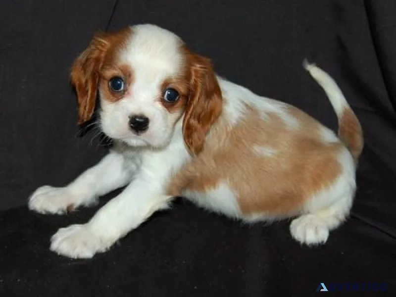 hthj Cavalier King Charles puppies