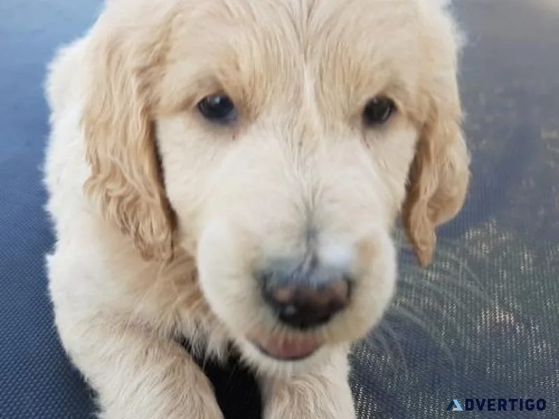 Gorgeous Goldendoodle puppies