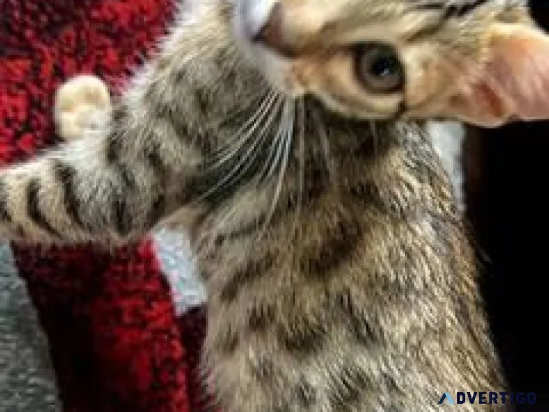 bengal kittens